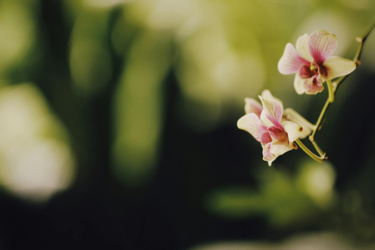 Inside the Secretive Orchid Breeding Industry: An Exotic Business Blooms
