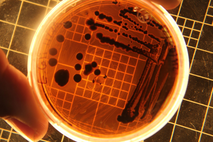 AI-Engineered Viruses Pose New Challenges for Global Security