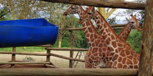 Three Rothschild’s Giraffes Relocated from Naivasha to Nairobi
