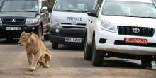 Two Lionesses Escape Nairobi National Park, Sighted Near Ongata Rongai