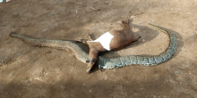 Farmer Kills Python After It Strangled His Pregnant Goat in Kisumu
