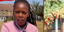 How Kenyan Student Makes KSh 2,000 Per Hour Picking Fruits in British Farms