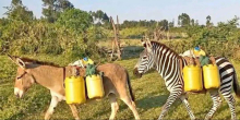 KWS Warns Kenyans After AI-Generated Image Shows Zebra Doing Manual Work