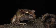 Viral Squeaky Frog Faces Extinction Threat Amid Global Conservation Concerns