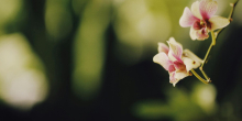 Inside the Secretive Orchid Breeding Industry: An Exotic Business Blooms