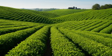 Crisis Brewing: Kenya's Chai Tea Shortage Hits Consumers Hard as Dairy Supplies Dwindle