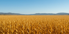 Kenyan Entrepreneur Secures Major Maize Deal in Zambia Worth Sh26 Billion