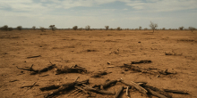 17-year-old killed as suspected bandits ambush firewood collectors in Leparua, Isiolo