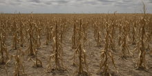 Maize Production Plummets 60%, Triggering Food Security Concerns in Kenya