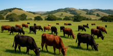 Kagwe Implements Yellow Tagging for Livestock to Combat Theft