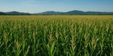 Questions swirl over opaque Sh26 billion maize import tender