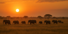 Botswana Faces Backlash After Slaughtering 23 Elephants for Independence Celebrations