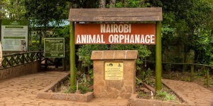 KWS to Relocate Nairobi Animal Orphanage from Nairobi National Park