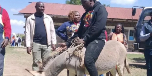 Donkey-Riding Candidate Draws Attention as Ol Kalou Heads to the Polls