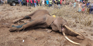 Amboseli Elephant Poisoning: 18 Dead as Two Farmers Arrested