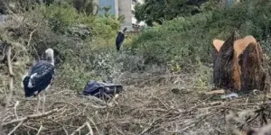 KNH Defends Tree Cutting After Displaced Marabou Storks Die