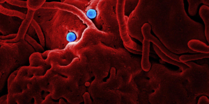 Ebola Outbreak Worsens as Scientists Rush to Test New Treatments