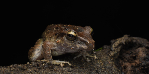 Viral Squeaky Frog Faces Extinction Threat Amid Global Conservation Concerns