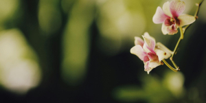 Inside the Secretive Orchid Breeding Industry: An Exotic Business Blooms