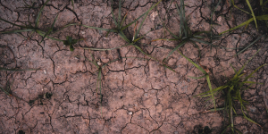 Record Heatwave in UK Sparks Global Concerns Over Climate Change Impacts